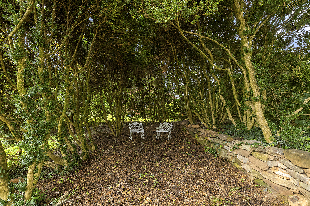 Centuries Old Boxwoods
